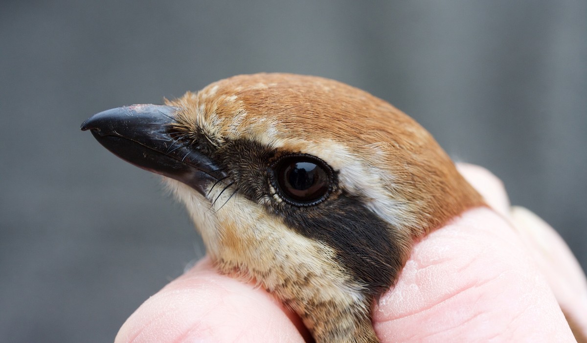 Brown Shrike - Matt Brady