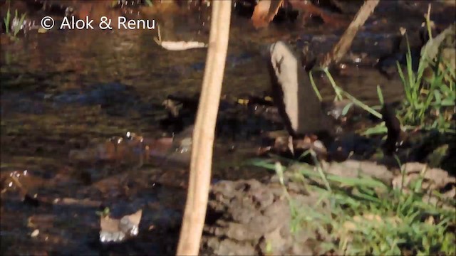 White-throated Fantail - ML201993921