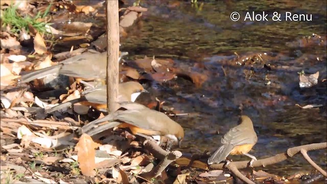 White-throated Laughingthrush - ML201993951