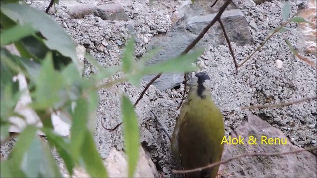 Gray-headed Woodpecker (Black-naped) - ML201993991