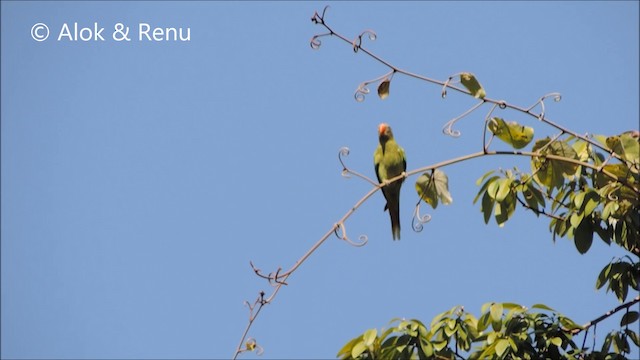 Slaty-headed Parakeet - ML201994011