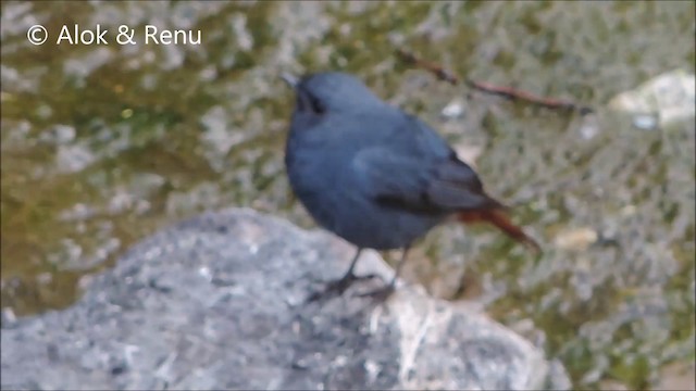 Plumbeous Redstart - ML201994021