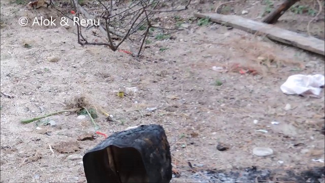 Mosquitero Cabecigrís - ML201994041