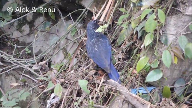 Blue Whistling-Thrush - ML201994061