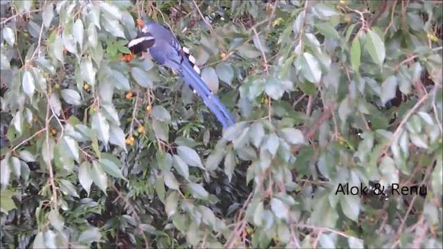 Red-billed Blue-Magpie - ML201994071