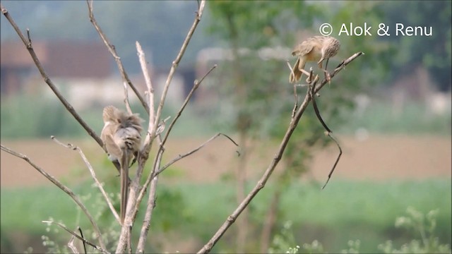 Common Babbler - ML201994121