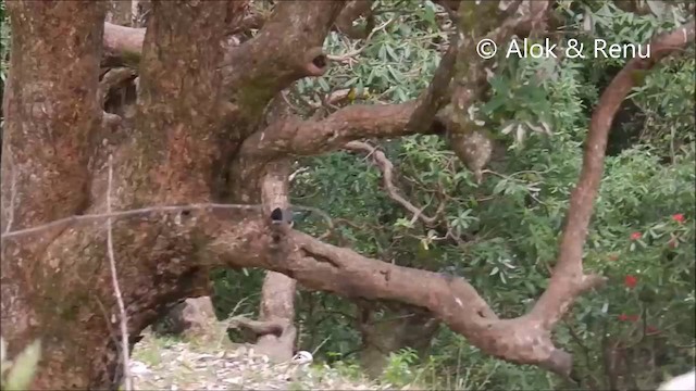 Black-headed Jay - ML201994151