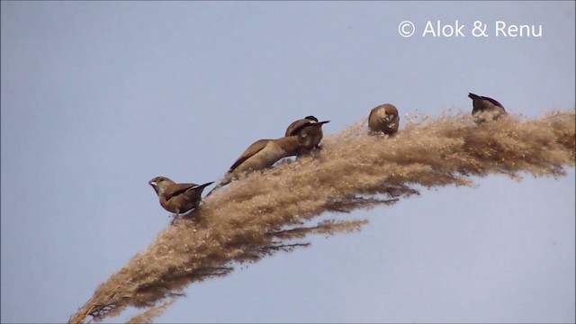 Indian Silverbill - ML201994161