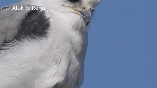 黑翅鳶 - ML201994171