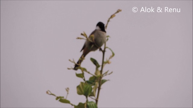 Bulbul à oreillons blancs - ML201994181