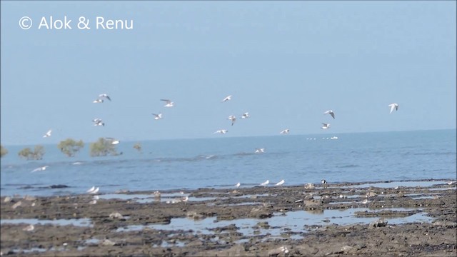 Gull-billed Tern - ML201994201