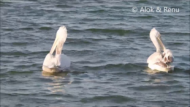 Dalmatian Pelican - ML201994221