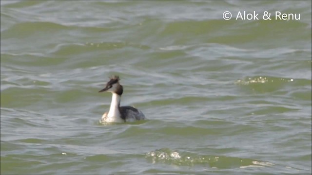 Great Crested Grebe - ML201994231