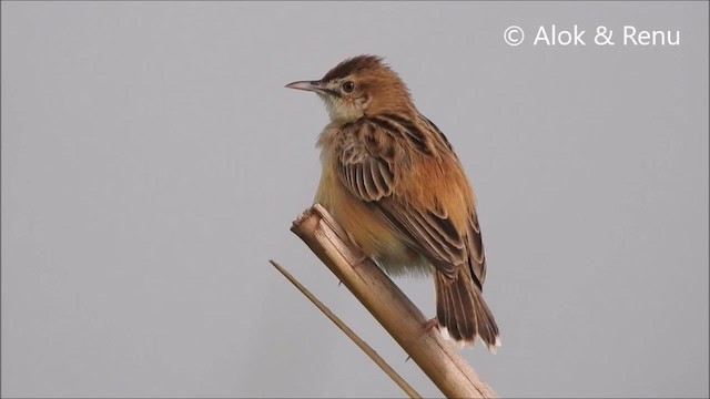 Zitting Cisticola (Western) - ML201994311