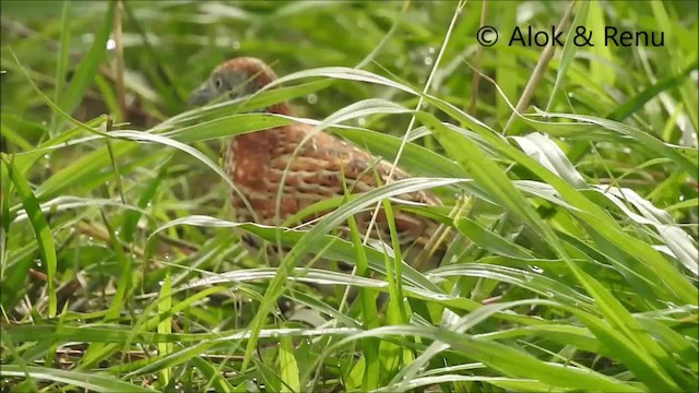 Small Buttonquail - ML201994351