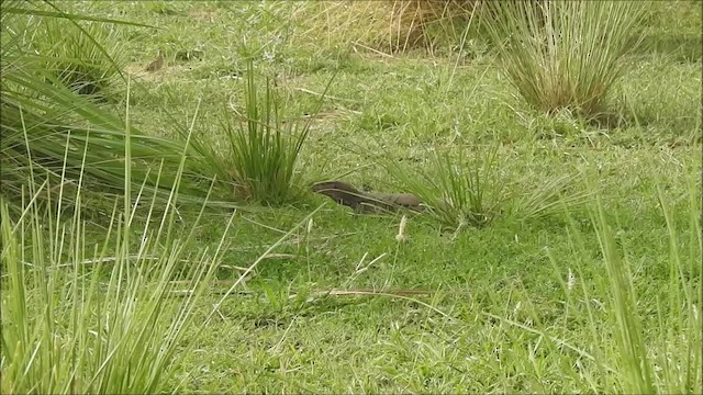 Small Buttonquail - ML201994361