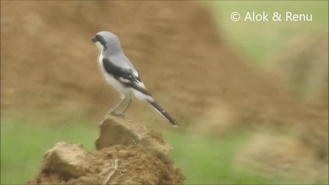 Great Gray Shrike (Indian) - ML201994381