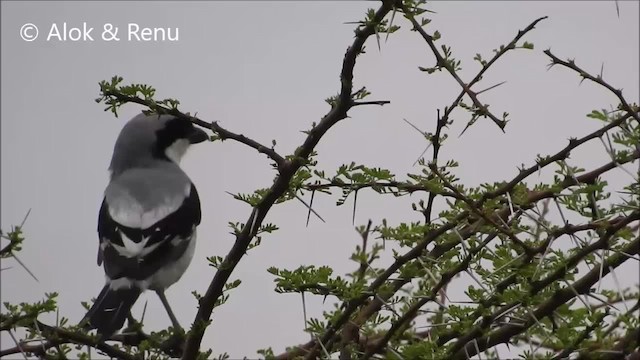 Great Gray Shrike (Indian) - ML201994391