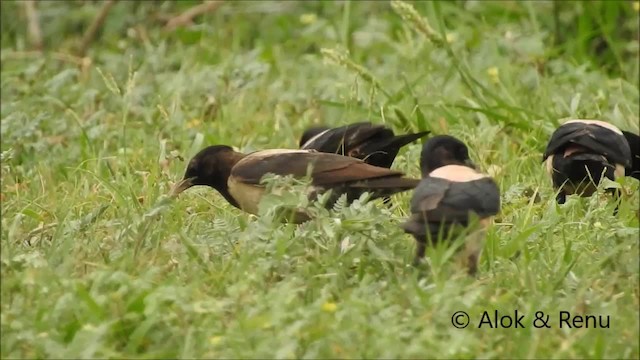 粉紅椋鳥 - ML201994401