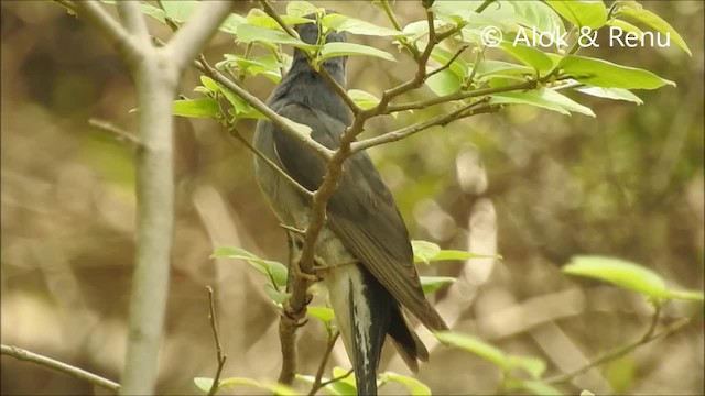 Gray-bellied Cuckoo - ML201994411