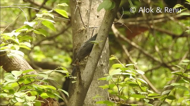 Gray-bellied Cuckoo - ML201994431