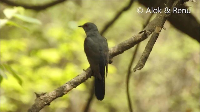 Gray-bellied Cuckoo - ML201994451