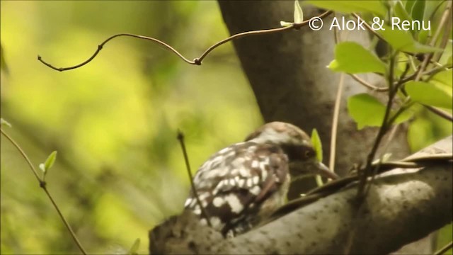 Brown-capped Pygmy Woodpecker - ML201994461