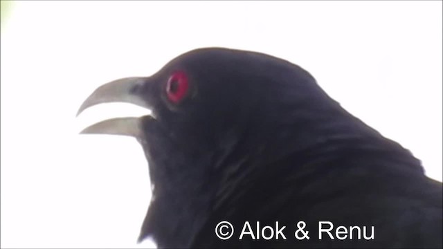 Asian Koel - ML201994481