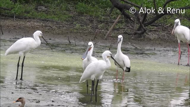 Asian Openbill - ML201994601