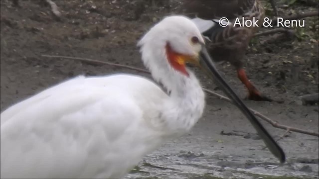 Eurasian Spoonbill - ML201994641