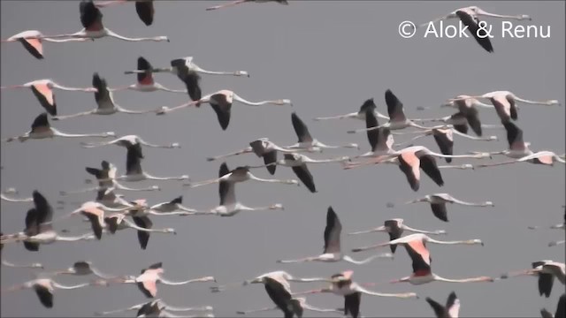 Greater Flamingo - ML201994661