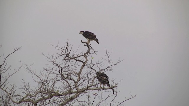 Águila Estriada - ML201994691