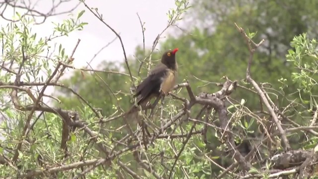 Red-billed Oxpecker - ML201994741