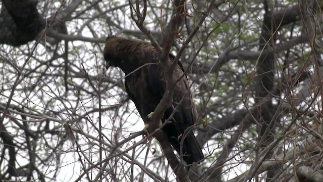 Wahlberg Küçük Kartalı - ML201994781