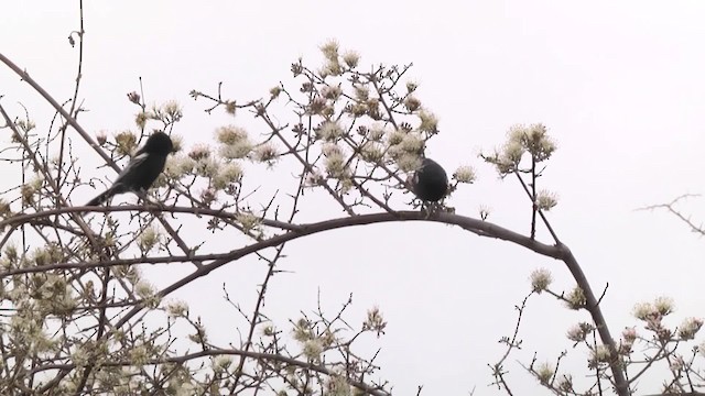 Southern Black-Tit - ML201994791