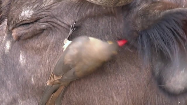 Red-billed Oxpecker - ML201994811