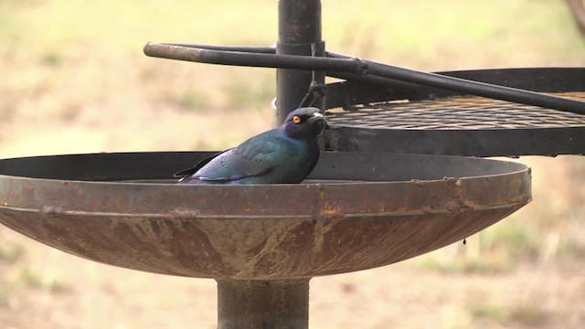 Cape Starling - ML201994841