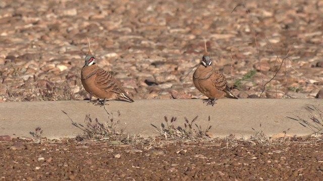 Paloma Plumífera Ventriblanca (ferruginea) - ML201994851