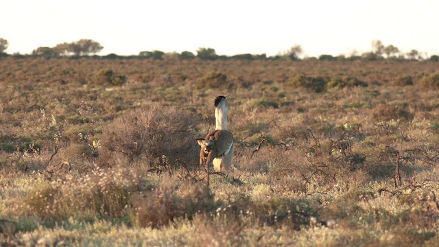 Australian Bustard - ML201994861