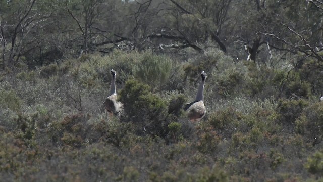 Australian Bustard - ML201994871