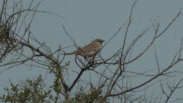 Rufous Songlark - ML201994921