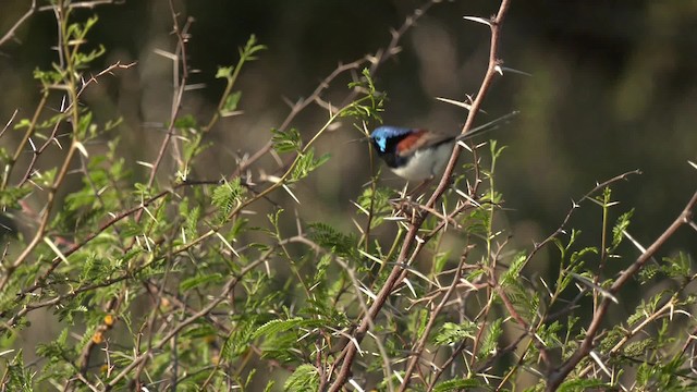 Purple-backed Fairywren (Purple-backed) - ML201994941