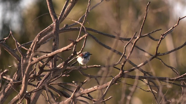 Purple-backed Fairywren (Purple-backed) - ML201994951