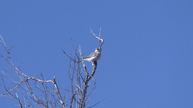 Rufous Songlark - ML201995011