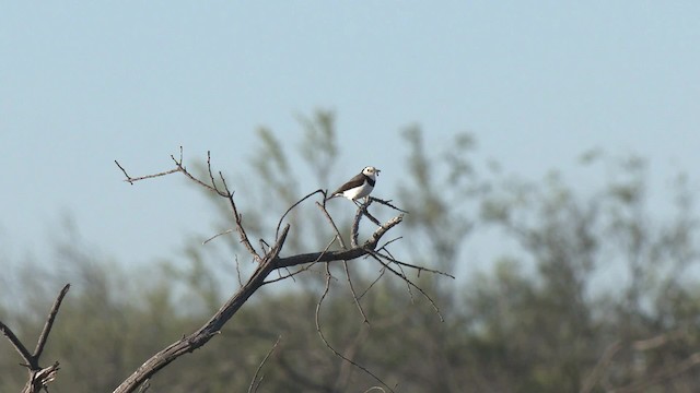 White-fronted Chat - ML201995021