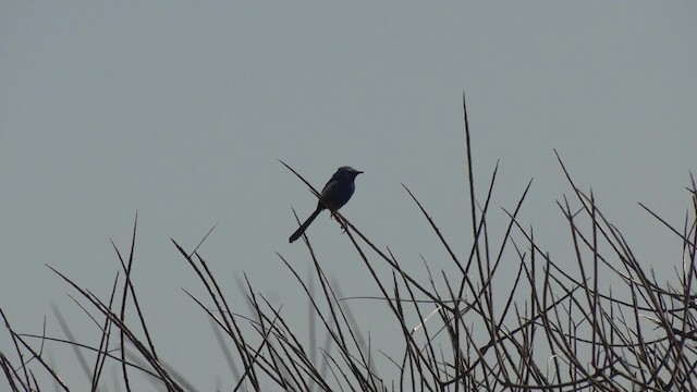 White-winged Fairywren (Blue-and-white) - ML201995031