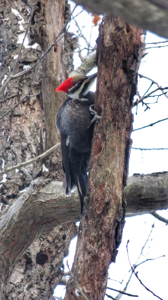 Pileated Woodpecker - Dan Barriball