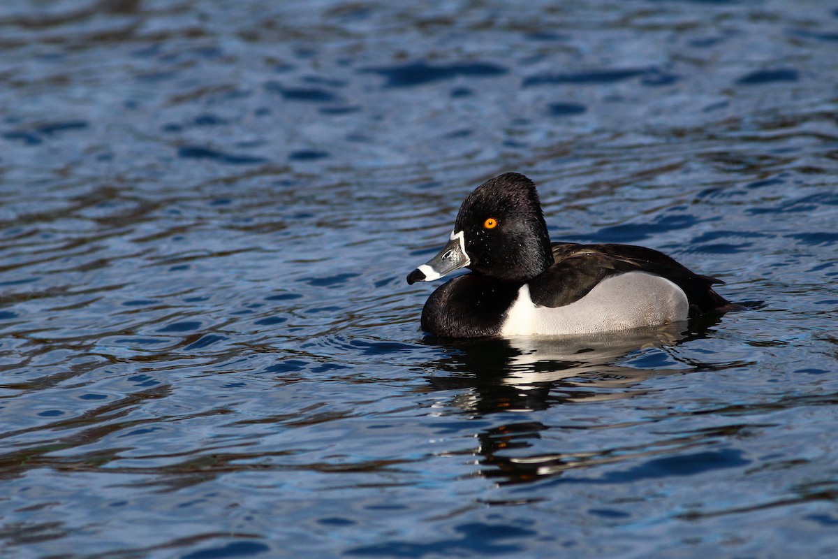 Ring-necked Duck - ML201995321