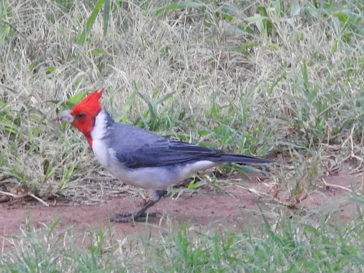 Red-crested Cardinal - Mel & Jeanne Goff