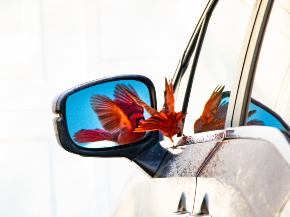 Northern Cardinal - Matthew Plante